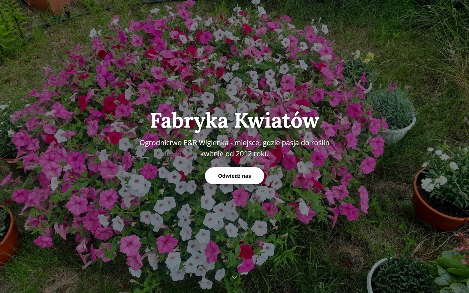 Podgląd strony Fabryka Kwiatów